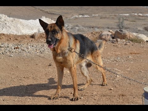 Video: Alman Çoban Balalarının Necə Göründüyü