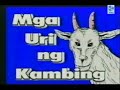 PAG-AALAGA NG KAMBING