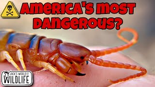 How DANGEROUS Is The BITE Of The DESERT CENTIPEDE?