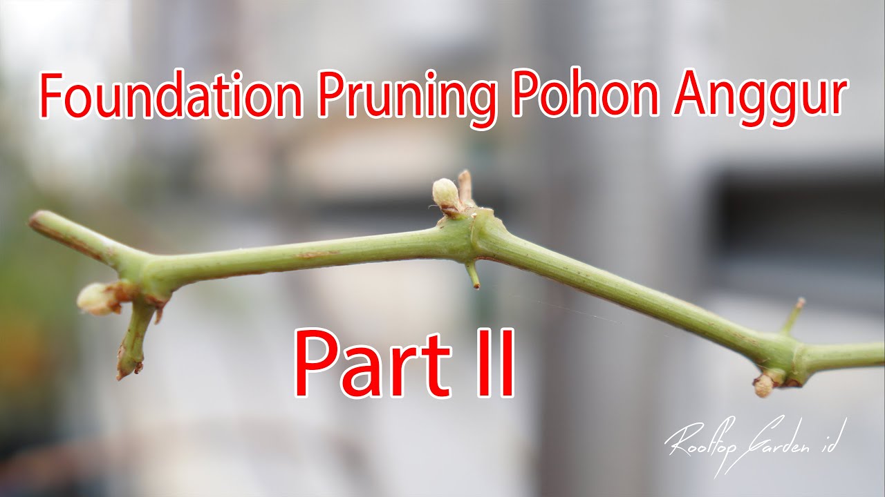 Foundation Pruning Pohon Anggur part 2