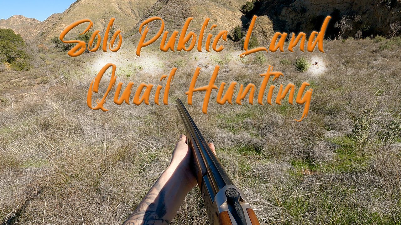 Solo Public Land Quail Hunting YouTube