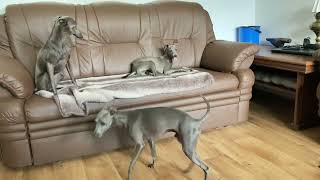 italian greyhound kennel by Avatar Pinc 1,734 views 7 months ago 1 minute, 36 seconds