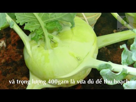 Video Cách trồng su hào bằng hạt giống tại nhà - youtube