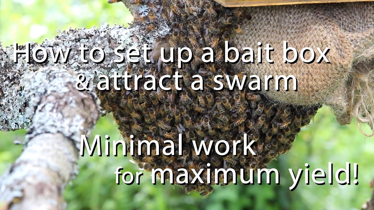 How To Set Up A Bait Box & Attract a Honeybee Swarm / Minimal work