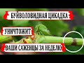 🍇  Узнай! Как БУЙВОЛОВИДНАЯ ЦИКАДКА может повредить Вашу школку и молодые однолетние кусты винограда