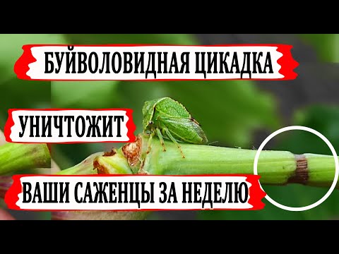 Видео: Что такое цикадки – узнайте о цикадках в саду