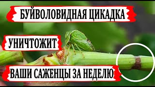 видео: 🍇  Узнай! Как БУЙВОЛОВИДНАЯ ЦИКАДКА может повредить Вашу школку и молодые однолетние кусты винограда картинка: 🍇  Узнай! Как БУЙВОЛОВИДНАЯ ЦИКАДКА может повредить Вашу школку и молодые однолетние кусты винограда