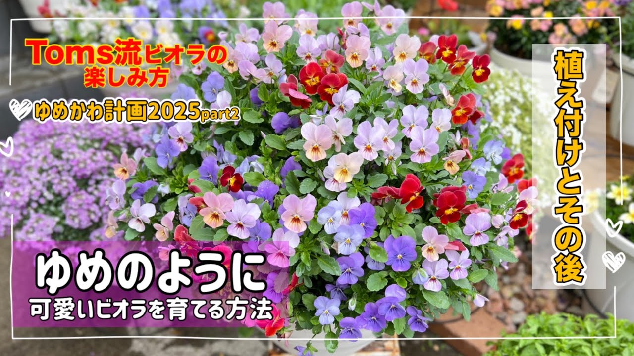 ゆめのように可愛いビオラ」の作り方 ゆめかわ計画2025 植え付け編