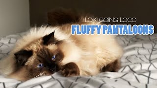 Ragdoll Cat goes CRAZY  Check Out His Fluffy Pantaloons!