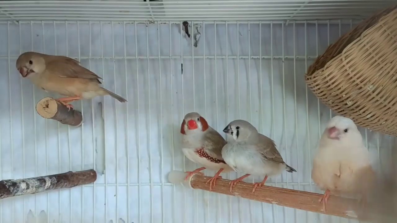 Zebra Finch Florida Fancy and OB || Ling Ida 