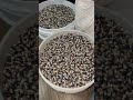 Cosecha de 1 año de maíz grano Rojo azul y blanco listo para el nixtamal y tortillas #padrenuestro
