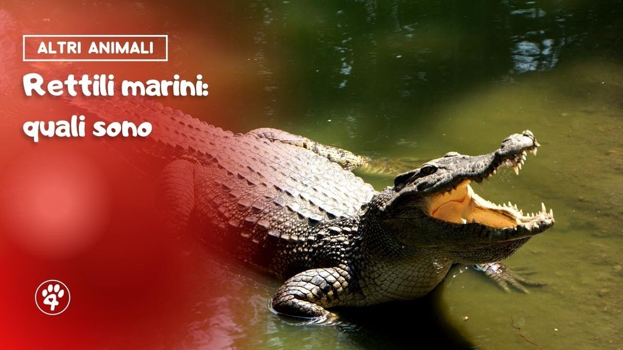 Rettili marini: quali sono 🐊 | Amoreaquattrozampe.it
