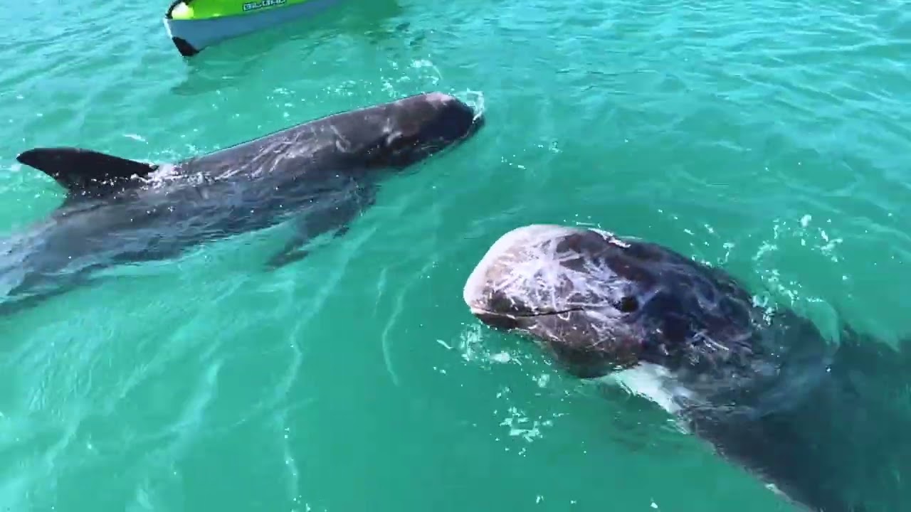 くじらの海シーカヤック（太地フィールドカヤック）｜和歌山県太地町