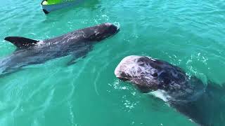 くじらの海シーカヤック（太地フィールドカヤック）｜和歌山県太地町