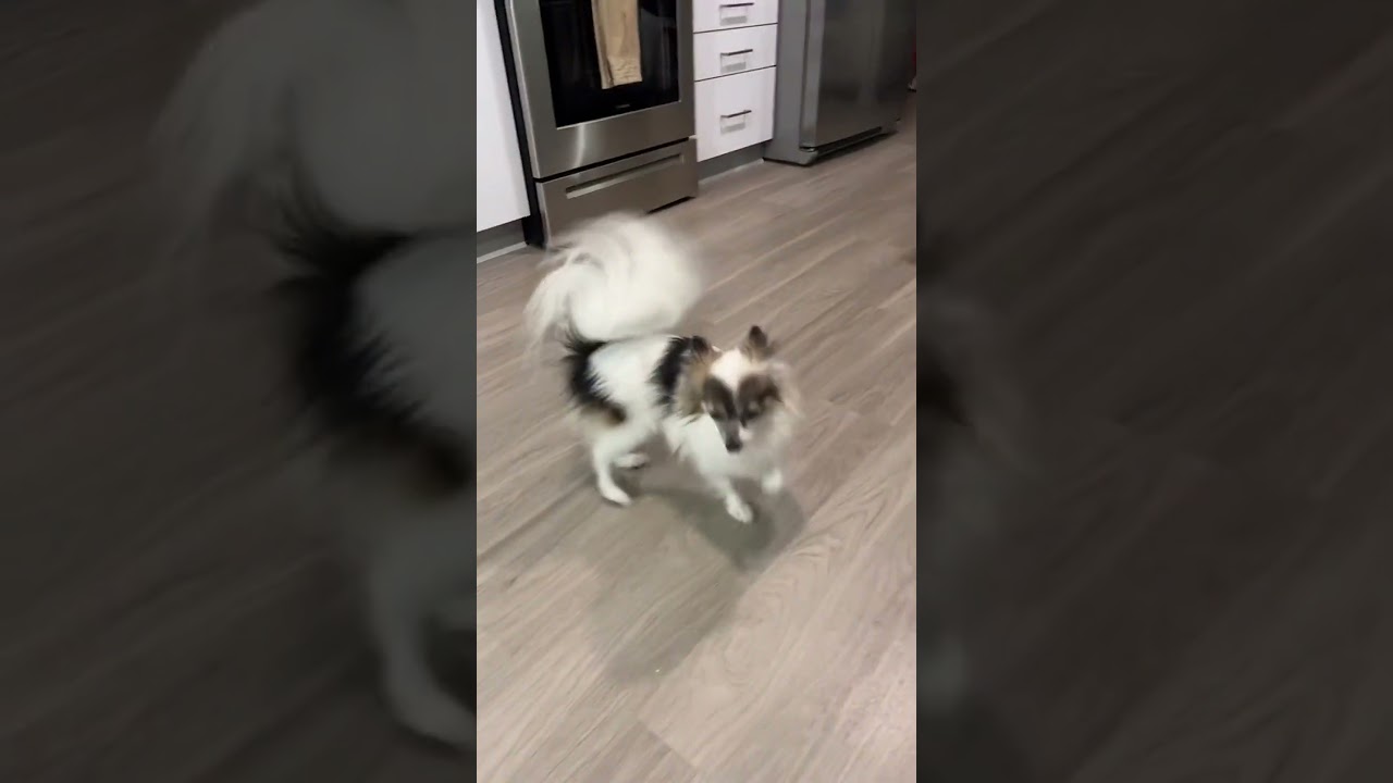 Papillon Style: Small Dog, Big Fashion! 