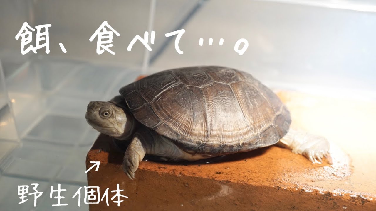 カメ飼育 どうしても餌を食べさせたい飼い主vsなかなか餌を食べないカメ クリイロハコヨコクビガメ Youtube