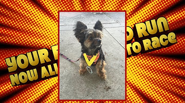 Dogs Can Now Race In Your First Mud Run!