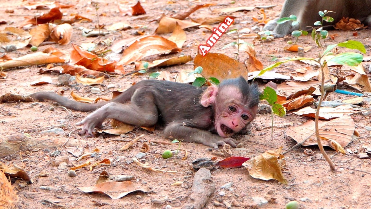 Amina's stubbornness caused her to receive severe p_unishment from Anna