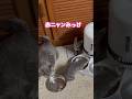 ネコと子ネコとおじさん　赤ニャンみっけ‼️ #shorts #cat #cats #猫 #猫のいる暮らし #子猫 #kitty #赤ニャン　#ギンニャン #猫動画 #猫ミーム