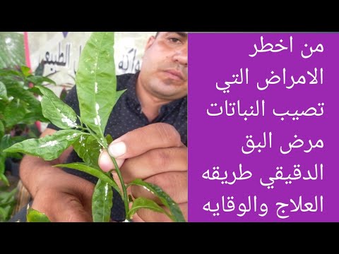 طريقه الوقايه والعلاج من مرض البق الدقيقي في النباتات من اخطر الامراض التي تصيب النبات
