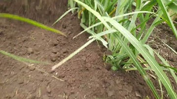 sugar cane reverse forward rotavator shaktiman