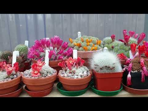 Video: Echinopsis кактусы: сүрөттөлүшү, өстүрүү өзгөчөлүктөрү, сугаруу, көчүрүү