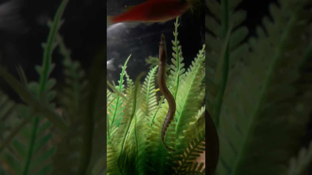 Indian eel tank setup YouTube