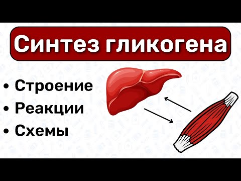 Синтез гликогена БИОХИМИЯ: обмен углеводов, синтез углеводов биохимия, обмен глюкозы