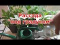 Водка – свирепый защитник рассады от черной ножки