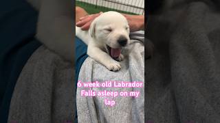 6 week old Labrador Lucy falls asleep on my lap #puppy #cute #labrador #labradorpuppy #babydog