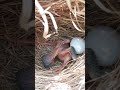 Common Cuckoo - Juvenile is throwing eggs of Reed Warbler out of nest [ Review Bird Nest ]