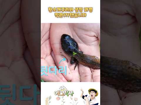 어마어마한 <strong>황소개구리</strong> 올챙이