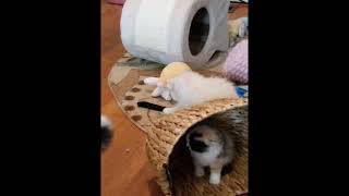 RagaMuffin Cat World- 'Cyrano' RagaMuffin Kitten for Adoption by Tammy Ogle 69 views 5 years ago 1 minute, 10 seconds