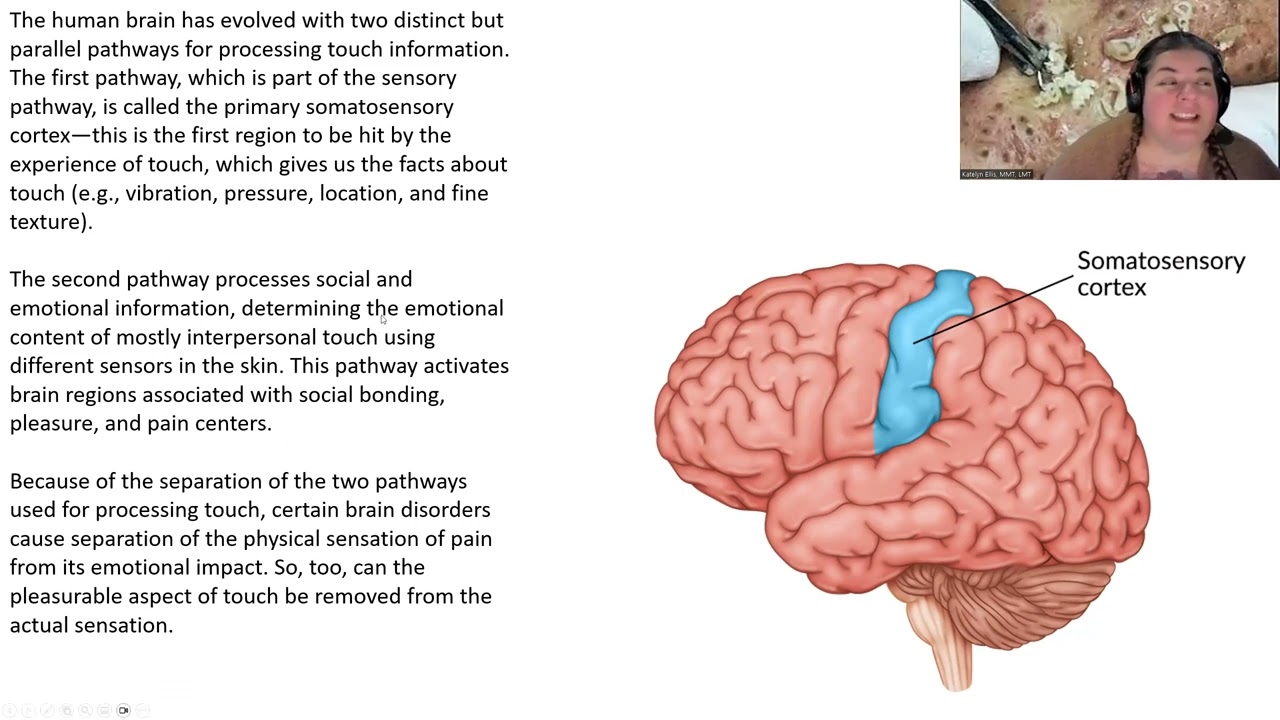 Anatomy Lecture - Physiology of Touch for Massage Therapists