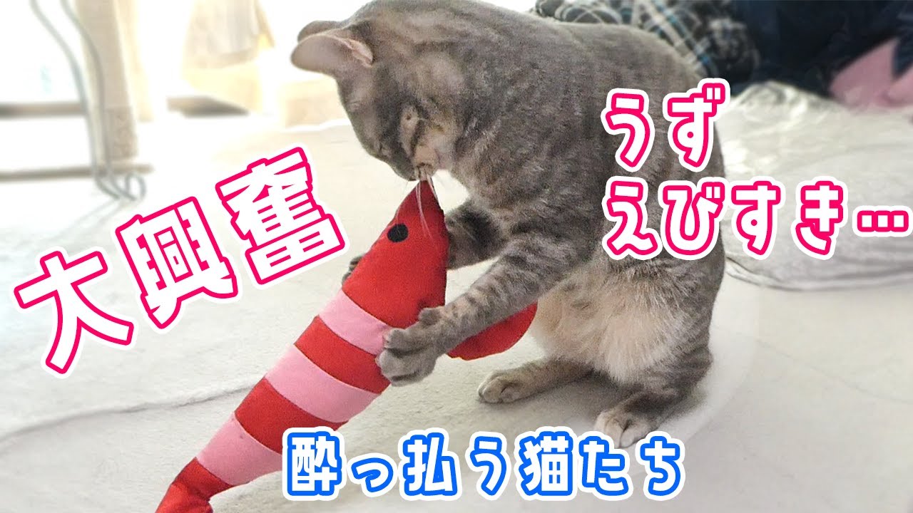 けりぐるみ 海老のおもちゃに興奮しちゃう猫たちがかわいい Shrimp Plush Toy And Cat Youtube