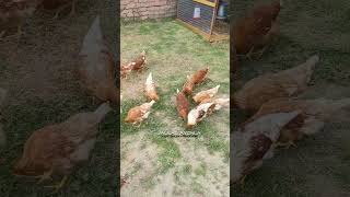 Las Gallinas necesitan alimento Natural déjalas libres