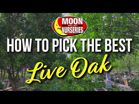 วีดีโอ: Live Oak Tree Facts - เคล็ดลับในการดูแล Live Oaks ในภูมิทัศน์