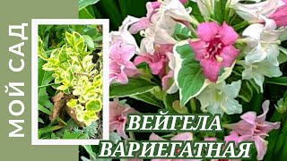 Вейгела цветущая Вариегатная (НАНА ВАРИЕГАТА) в мое саду. Weigela blooming NANA VARIEGATA.