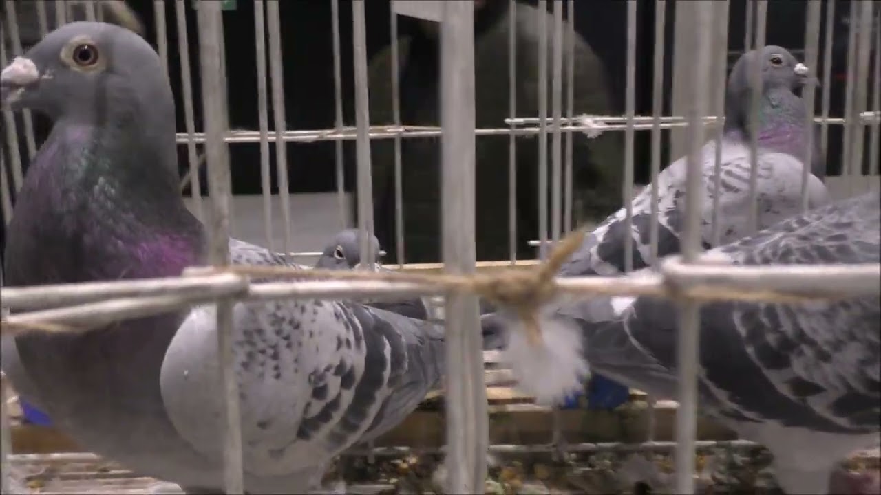 Podziwiamy piękno  samców Mierzwa Jerzy tel  663 946 141