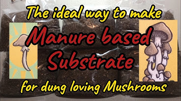 Manure based substrate recipe for dung loving Mushrooms easy step by step grain spawn to bulk
