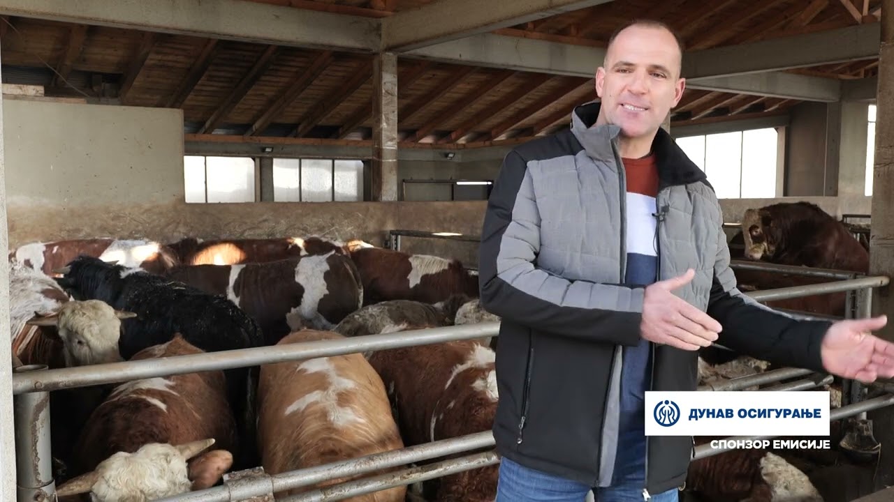 Naša priča ep. 391 23.02.2023. Nenad Simović, Brestovac, Knić, tovno govedarstvo, simentalac