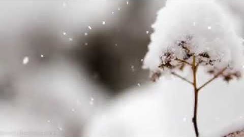 آيات بينات من سورة ق، تلاوة القارئ إسلام صبحي ♥️