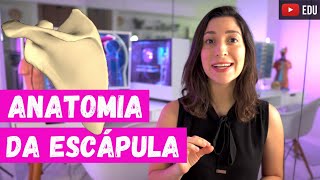 ANATOMY of the Scapula: Bony features and muscle insertions
