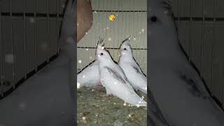 😘💕 #livestream #viralvideo  #birds #foryou #qurbani2026 #cowmandiupdate #cockatiel #parrot #kabutar