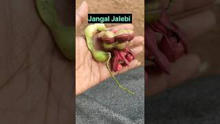 Jangal Jalebi seeds growing at home #gardening #plants