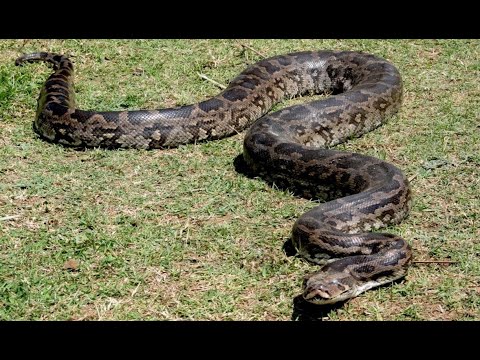 Massive Indian Rock Python At Mysore Zoo||  Mysore Tourism