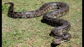 Massive Indian Rock Python At Mysore Zoo||  Mysore Tourism