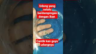 Ikan Dakocan Itu Teman Udang Ini Guys Dan Biasa Hidup Di Anemon Karpet shorts ikanhias ikan