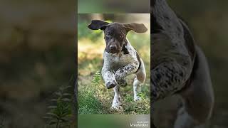 Cute pointer puppies
