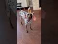 Your dog might just steal Halloween in this adorable costume #Ad